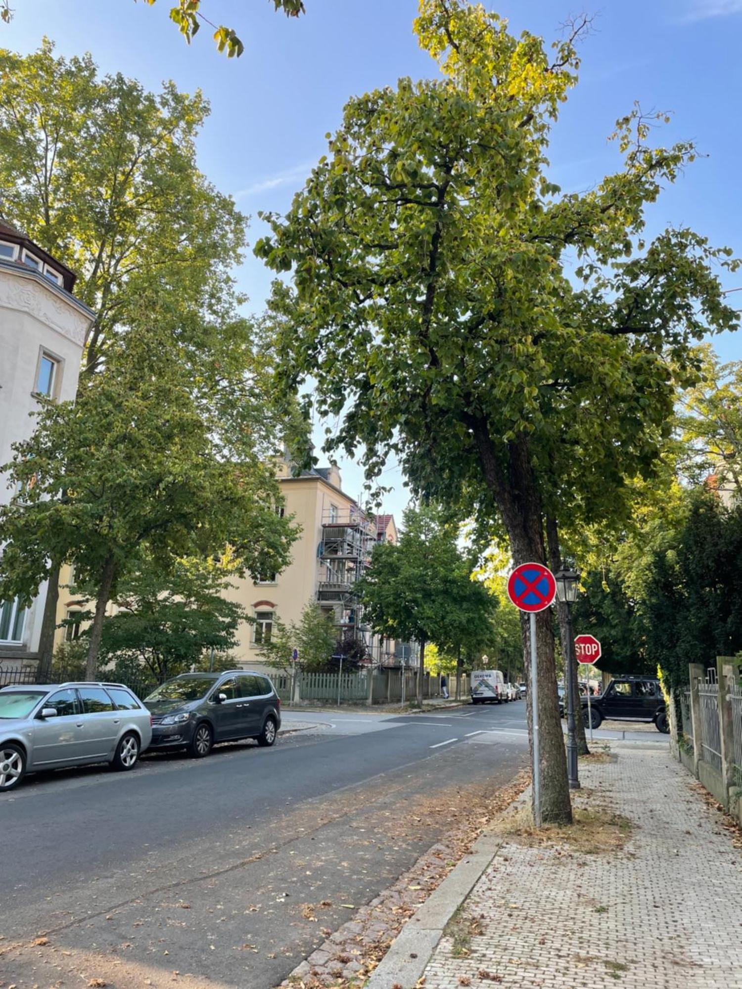 Toni Charming Apartment Im Idyllischem Villenviertel Mit Netflix Дрезден Екстер'єр фото